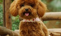 泰迪吃蜜瓜,泰迪狗狗的甜蜜蜜瓜冒险记