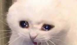 吃瓜牛牛表情,揭秘网络热梗背后的趣味与智慧