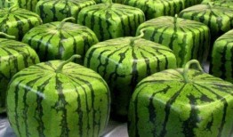 全网吃瓜的中石油,全网吃瓜背后的行业风云