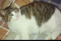 猫咪也有吃瓜群众,猫咪的娱乐生活揭秘