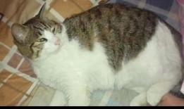 猫咪也有吃瓜群众,猫咪的娱乐生活揭秘