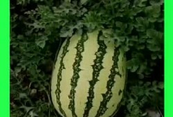 我天天吃瓜文案,揭秘我天天吃瓜的趣味生活