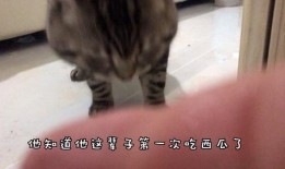 吃瓜群猫舍,揭秘吃瓜群猫舍的欢乐生活