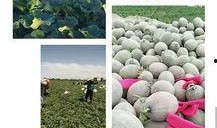 哈密吃哈密瓜下联,探寻新疆风情