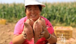 吃瓜菜带的年代