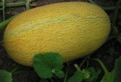 在线吃哈密瓜,在线品尝哈密瓜的甜蜜之旅