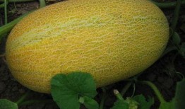 在线吃哈密瓜,在线品尝哈密瓜的甜蜜之旅