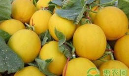 春天吃伊丽莎白瓜好吗,春季品尝伊丽莎白瓜的益处与美味