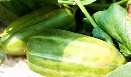 吃秋天的瓜,探寻秋天瓜果的独特魅力