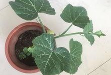 爬上窗台吃瓜,一场别开生面的高空“吃瓜”奇遇