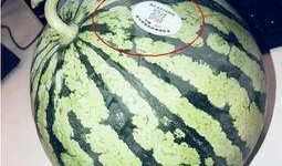 河津网红吃瓜,揭秘幕后故事与热门话题