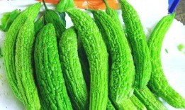 吃籽的瓜苦瓜,苦中带甘的天然养生宝