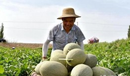 吃瓜发帽,揭秘娱乐圈幕后故事