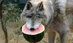 吃瓜群猫舍,揭秘吃瓜群猫舍的欢乐生活