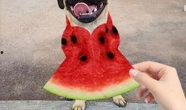 草坪吃瓜娃娃照,夏日欢乐时光