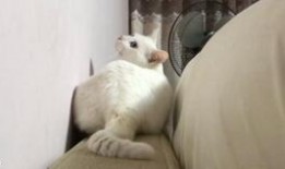 床下躲人吃瓜,揭秘躲人吃瓜的欢乐时光