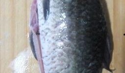 鲫瓜鱼怎样吃,鲫瓜鱼的多重美味吃法探索