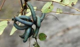 吃猫儿屎瓜,吃猫儿屎瓜的神奇功效与传说