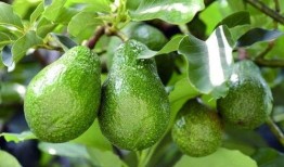 吃瓜牛油果,吃瓜牛油果的甜蜜诱惑