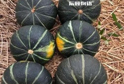 吃栗子的瓜,探寻传统美食的融合之美