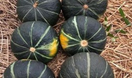 吃栗子的瓜,探寻传统美食的融合之美