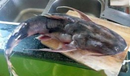 老鱼吃瓜,揭秘娱乐圈背后的那些事儿