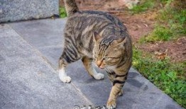 猫咪也有吃瓜群众,猫咪的娱乐生活揭秘