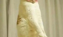 猫猫吃瓜的表情包,揭秘猫咪的幽默时刻