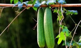 吃三瓜降血压吗怎么吃,科学搭配，轻松降血压的饮食之道”