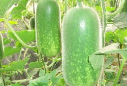 北塬吃瓜,揭秘当地特色美食背后的故事