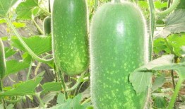 北塬吃瓜,揭秘当地特色美食背后的故事