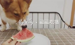 吃瓜柯基,揭秘网红宠物的日常趣事