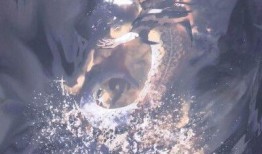 人鱼陷落吃瓜,宫廷权谋与爱恨纠葛的宫廷秘史