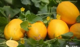 国内吃瓜网站集合