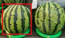 怎么拍吃瓜,揭秘吃瓜拍照技巧