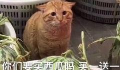 吃瓜西瓜小傻瓜,揭秘“吃瓜西瓜小傻瓜”的欢乐故事