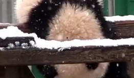 吃瓜小熊十二,揭秘娱乐圈背后的秘密与真相