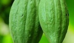 佛手瓜是莴瓜吗怎么吃的,揭秘佛手瓜的独特食法