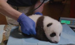 喂熊猫吃哈密瓜,哈密瓜盛宴