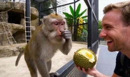 小崔猴子吃瓜视频,揭秘娱乐圈幕后真相