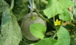 瓜姐吃瓜,揭秘娱乐圈那些不为人知的幕后故事