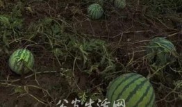 野外偷瓜吃