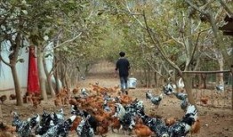 吃瓜成县网红,揭秘网红背后的故事