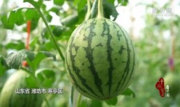 潍坊寒亭吃瓜,瓜果飘香，品味夏日田园风情