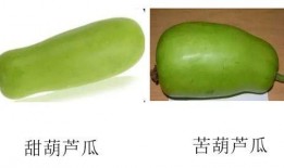 幼儿可以吃葫芦瓜吗