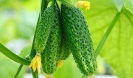 河北铺吃瓜,瓜田里的夏日风情