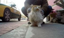 黄毛吃瓜,揭秘娱乐圈的幕后故事