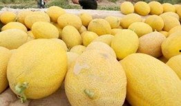 孕晚期睡前吃哈密瓜好吗,孕晚期睡前适量食用哈密瓜的益处与注意事项