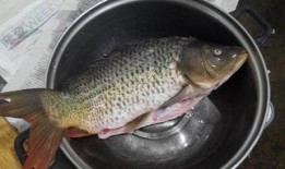 阿瓜吃巴掌鱼,味蕾冒险之旅