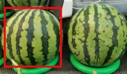 瓜不甜就不用吃瓜,探寻生活真谛的智慧箴言